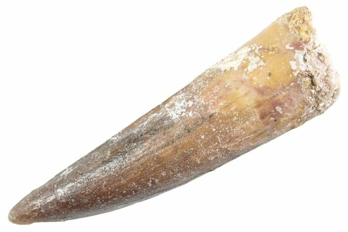 Fossil Spinosaurus Tooth - Real Dinosaur Tooth #360171